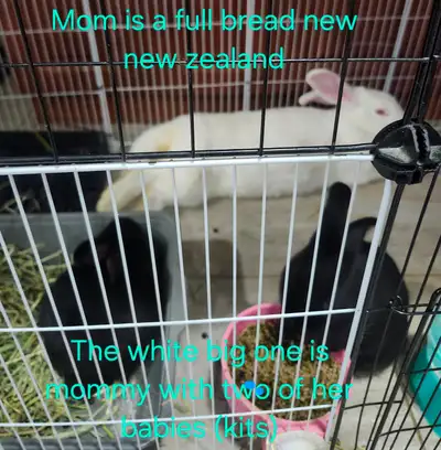 Five weeks old  is rabbit sale., View more