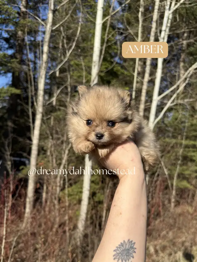 Female Pomeranians in Dogs & Puppies for Rehoming in Edmonton - Image 4