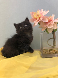 Black Smoke Female (Maine Coon) Available