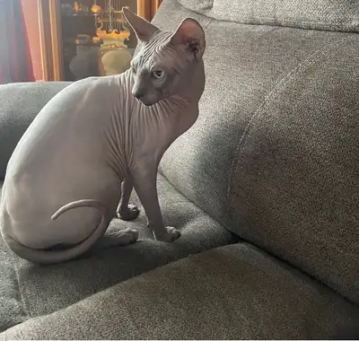Superbe sphynx male bleu aux yeux bleus, View more