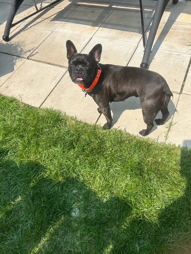 Frenchton (Bouldogue français mélangée avec Boston terrier) in Dogs & Puppies for Rehoming in Drummondville - Image 4