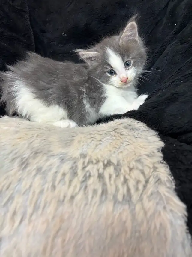 chaton main coon in Cats & Kittens for Rehoming in Laval / North Shore - Image 5