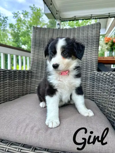 Australian shepherd puppies , View more