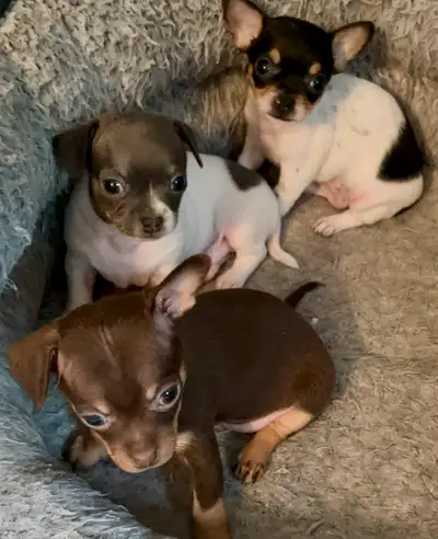Chihuahua puppies for sale, View more