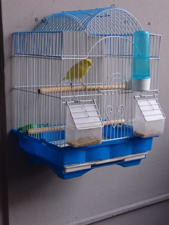 Canary Amazing Singer in Birds for Rehoming in City of Toronto - Image 3