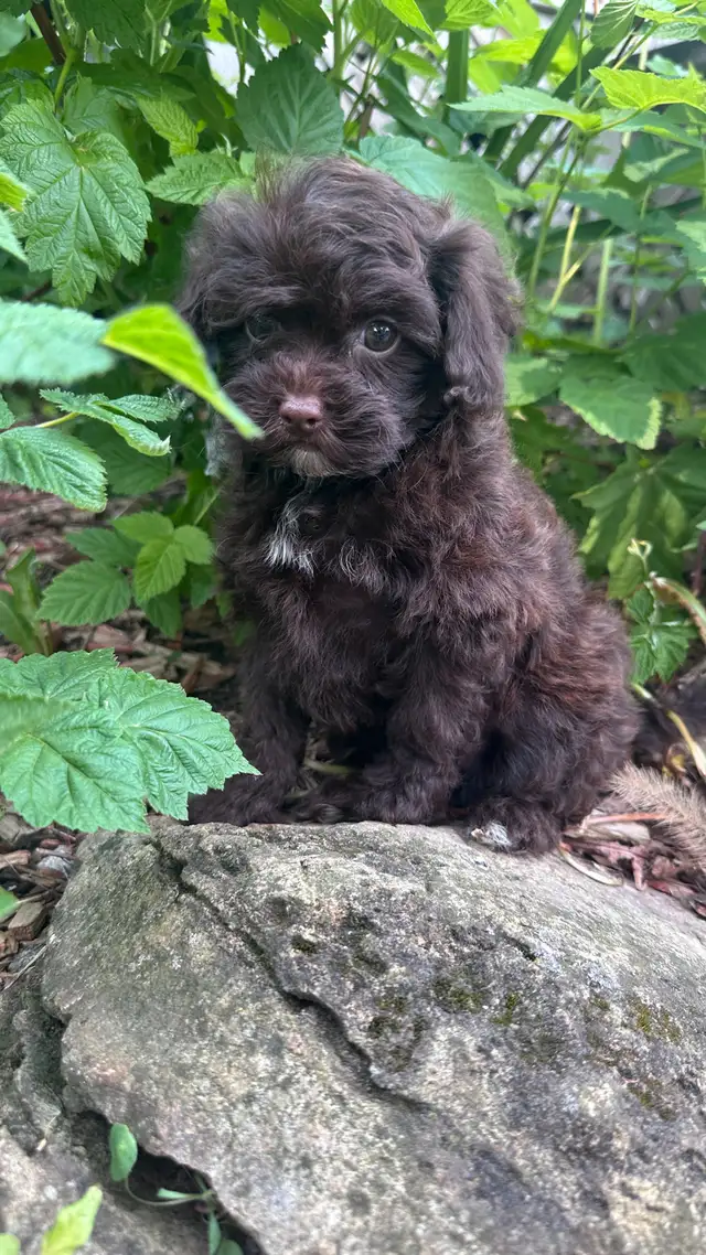 Shih-pool impérial prêt maintenant in Dogs & Puppies for Rehoming in Longueuil / South Shore - Image 6