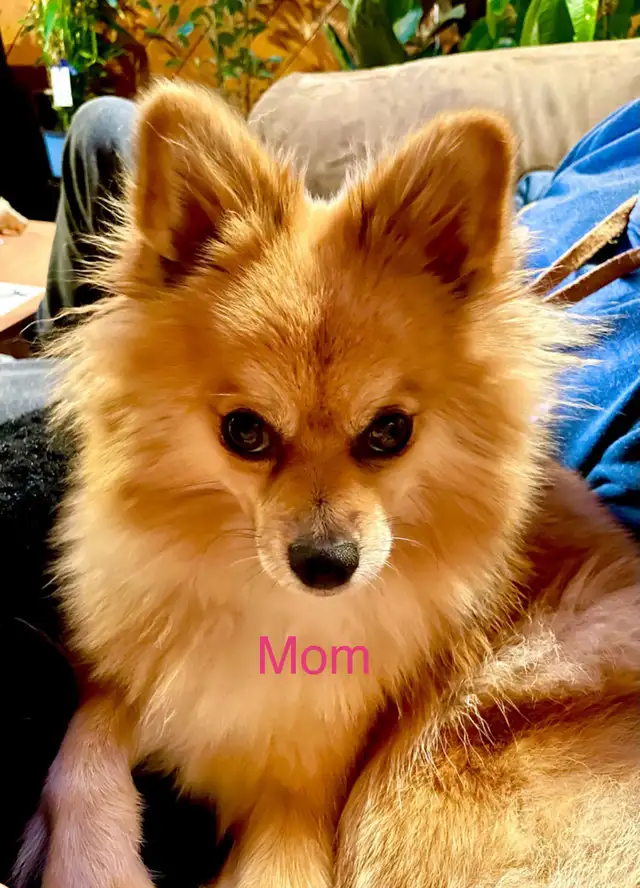 Pomeranian Puppies Ready to go!! in Dogs & Puppies for Rehoming in Ottawa - Image 4