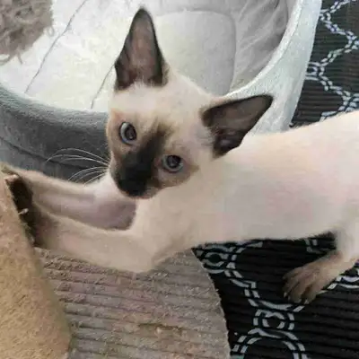 Siamois male Chocolate point / male siamese chocolate point, View more