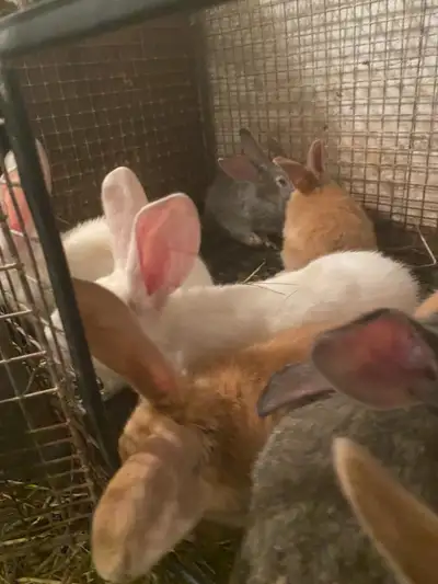 Lapins à vendre. TRÈS GROS! Géant des Flandres, Couleurs exceptionnelles: blanc, blond, bleu, gris,...