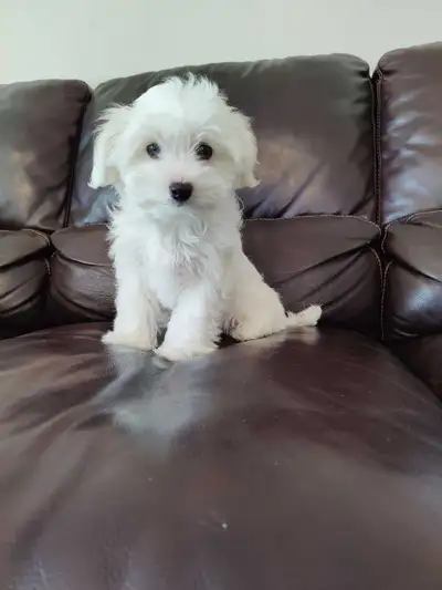 Maltese Shihtzu puppy, View more