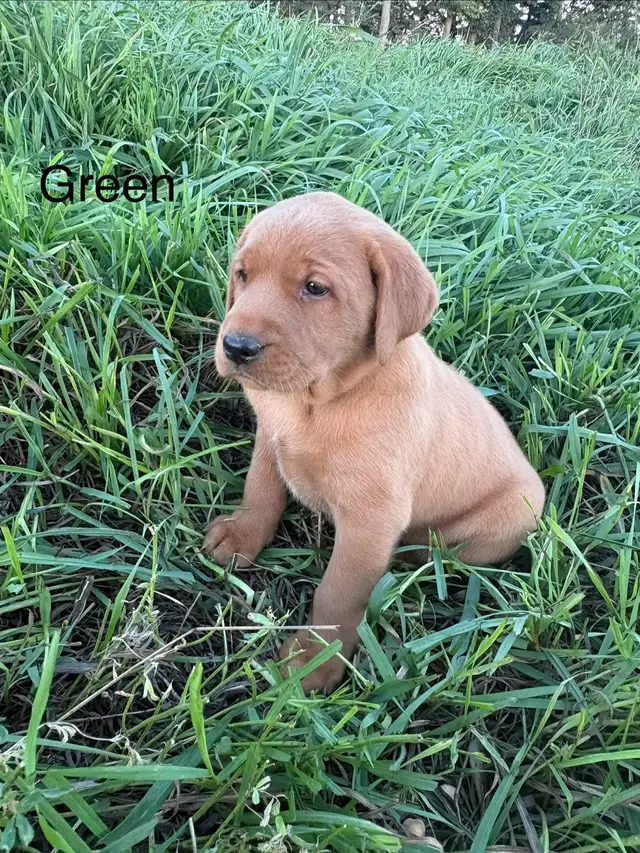 Purebred Labrador in Dogs & Puppies for Rehoming in Lethbridge - Image 5