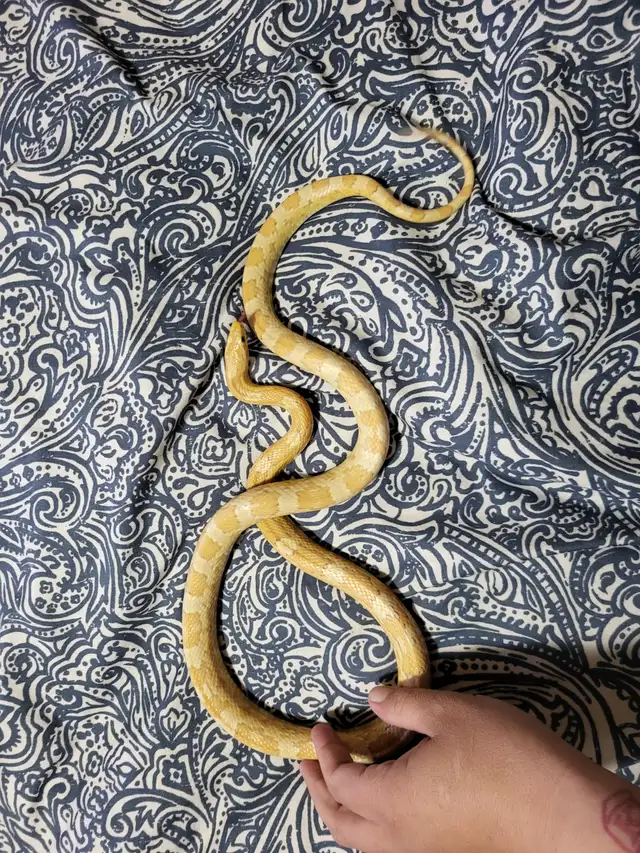 Corn Snakes in Reptiles & Amphibians for Rehoming in Prince Albert - Image 3