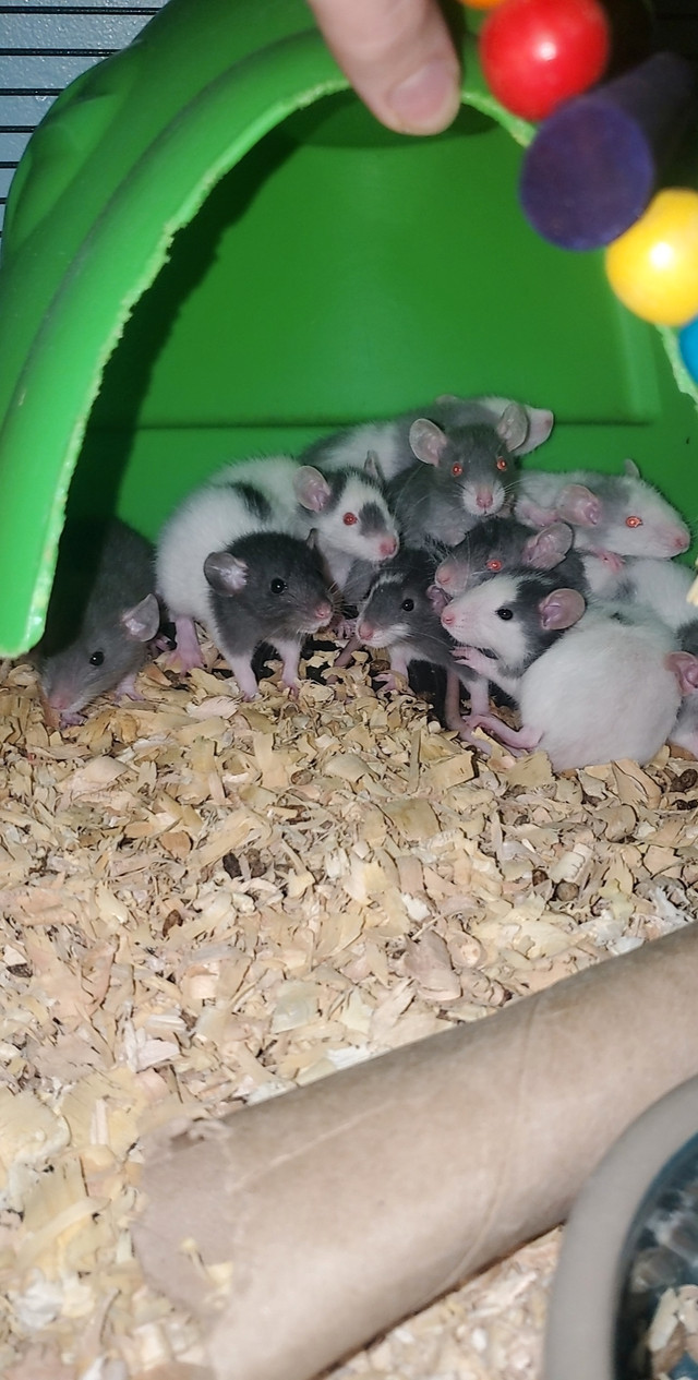Rats for adoption in Small Animals for Rehoming in Regina - Image 2