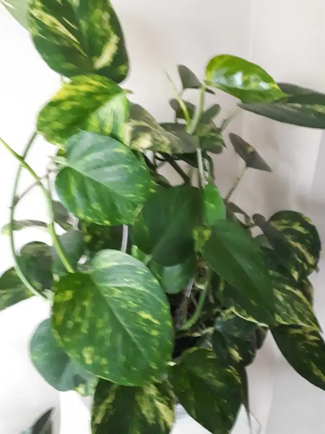 money plant in Plants, Fertilizer & Soil in Mississauga / Peel Region - Image 3