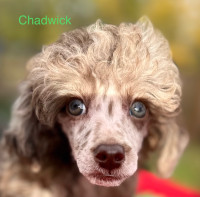  New Pricing~CKC Eigible Poodles~Fully vaxxed for parvo 