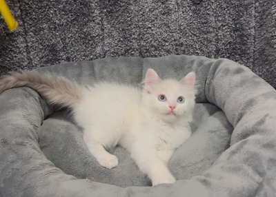 ❤️Sweet purebred ragdoll kittens, View more