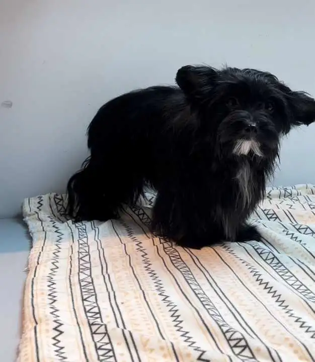 PUREBRED QUALITY YORKIE BY REGISTERED AND EXPERIENCED BREEDER in Dogs & Puppies for Rehoming in City of Toronto - Image 5