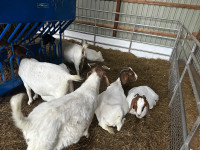 Boer Goats 