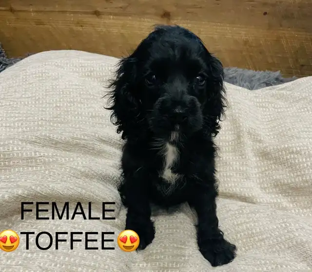 ❤️❤️Cavapoo puppies❤️❤️ in Dogs & Puppies for Rehoming in City of Toronto - Image 5