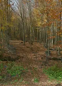 Terrain de rêve