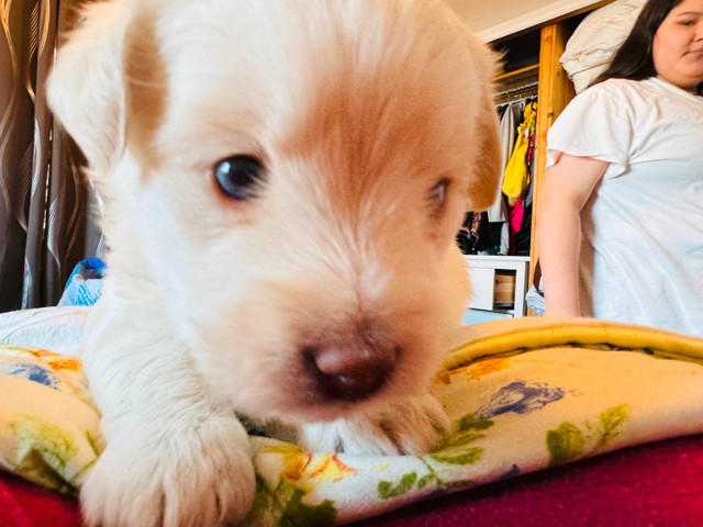 Pomsky Poodle in Dogs & Puppies for Rehoming in North Bay - Image 3