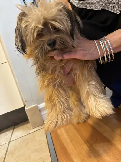Chiot de 7 mois à vendre. Super affectueuse, propre sur pipipad bonne avec les chats pourrais probab...