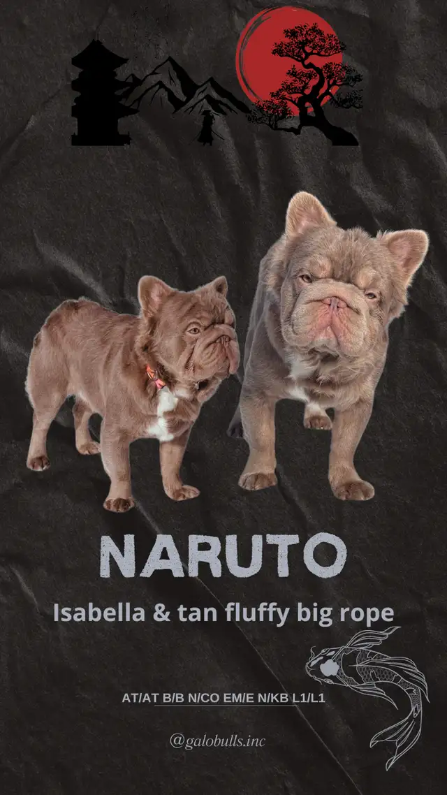 Adorable, Female, French Bulldog Puppy in Dogs & Puppies for Rehoming in London - Image 8