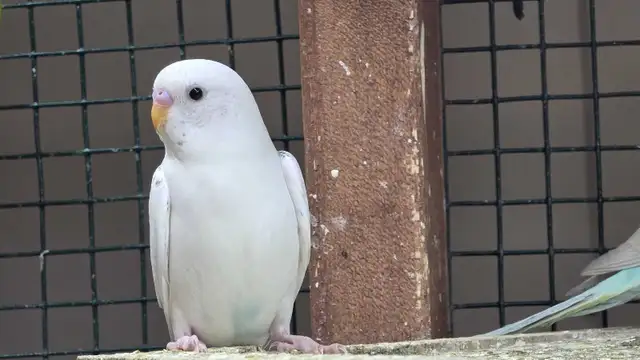 beautiful baby budgie in Birds for Rehoming in Brantford - Image 3