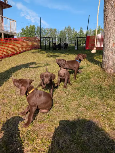 GSP - German Shorthaired Pointers, View more