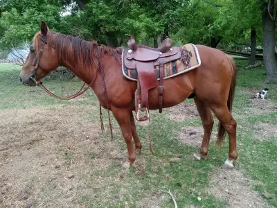 Out of Flit N Six Moons, sire of 1D barrel horses in Canada! He would make a great rodeo mount and i...