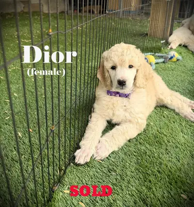 CKC REGISTERED STANDARD POODLES, View more