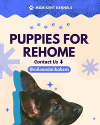 Nine German Shepard Puppies For Rehoming
