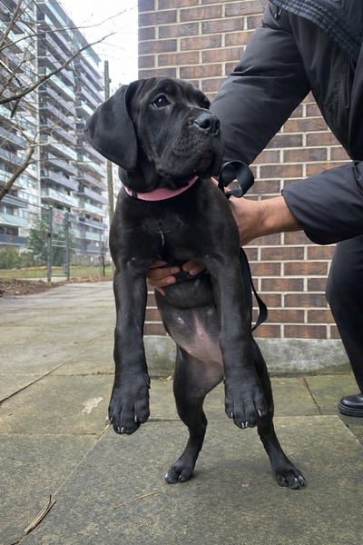 ALL BLACK CANE CORSO FEMALE | 4 MONTHS | HUGE BLOODLINE, View more