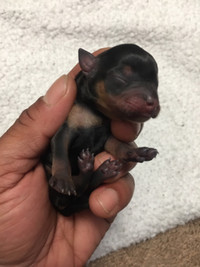 Miniature pinscher puppies
