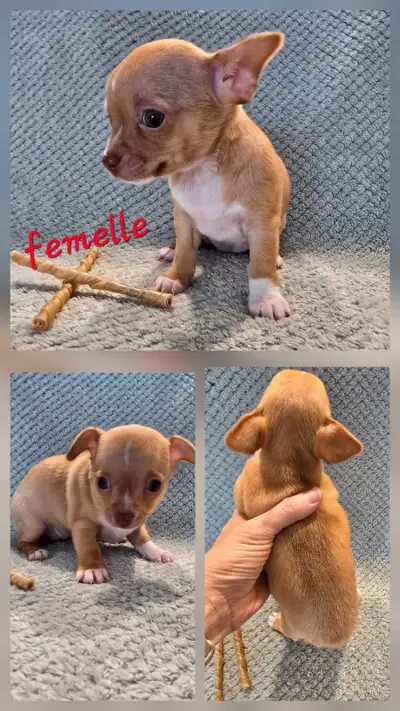Beautiful Chihuahua Puppies Available for Adoption Adorable Chihuahua puppies born January 8th, read...
