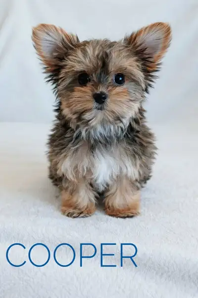 TINY Yorkie puppies. 3-4 Pounds full grown READY TO GO, View more