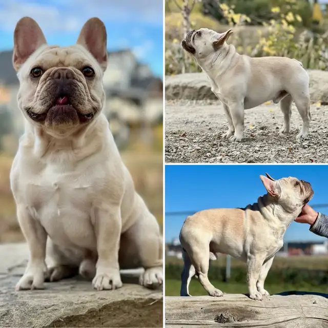 ♥️Ready now! French Bulldog puppies ♥️ in Dogs & Puppies for Rehoming in Calgary - Image 10
