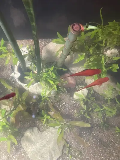 Fish Rescue!, View more