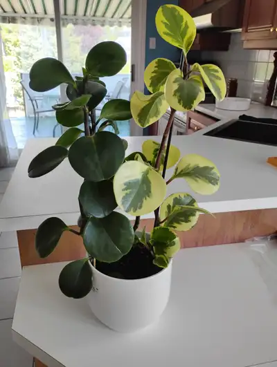 3PLANTES 23"HAU:2 VERTES FONCÉE+1 VERT PALE DANS POT BLANC$15.00, View more