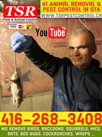 PEST CONTROL WILDLIFE ANIMAL REMOVAL RAT RACCOON SQUIRREL MOUSE