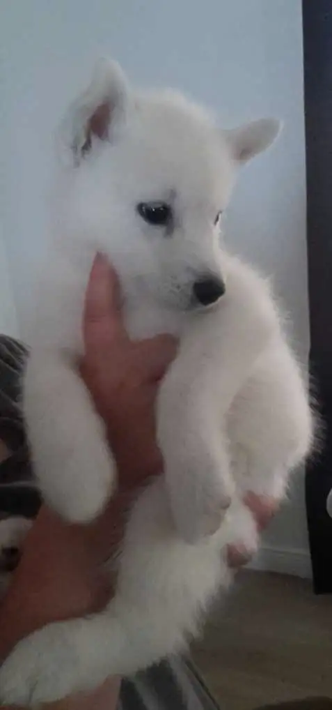 All white husky puppies in Dogs & Puppies for Rehoming in Windsor Region - Image 5