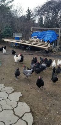 Roosters for sale $25 ea