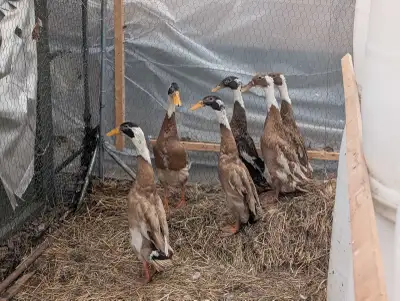 Indian Runner Ducks, View more