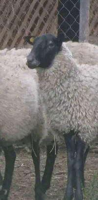 Petit troupeau de moutons romanov à vendre:  1 bélier & 5 brebis