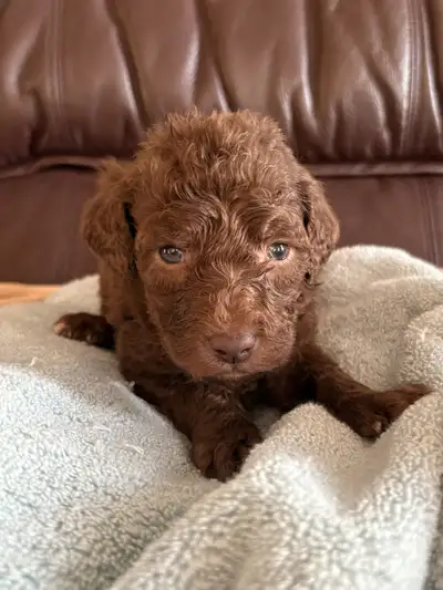 Labradoodle Puppies!, View more