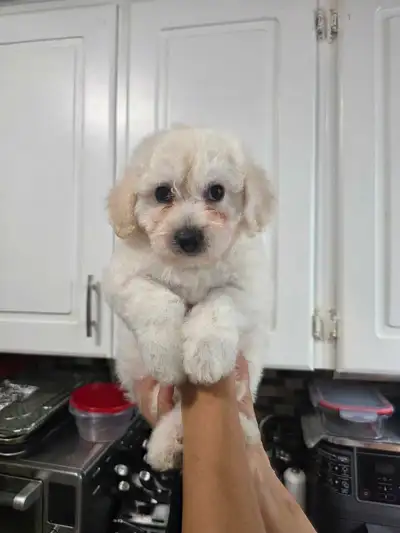 Bichon -poo puppies availabe soon, View more