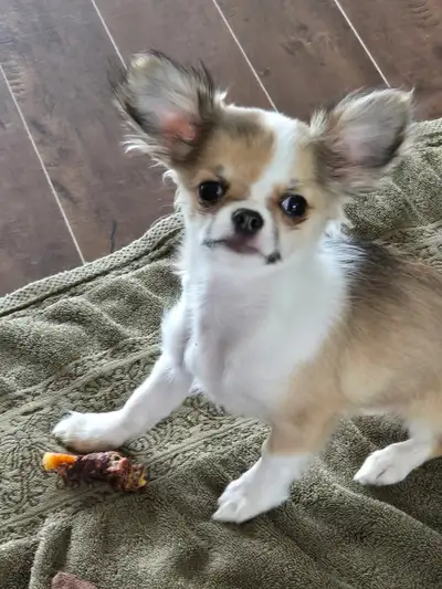 Chihuahua puppy-boy for sale, View more
