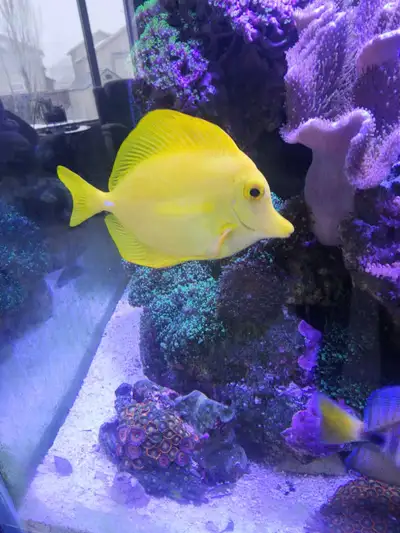hawaiian natural caught yellow tang, View more