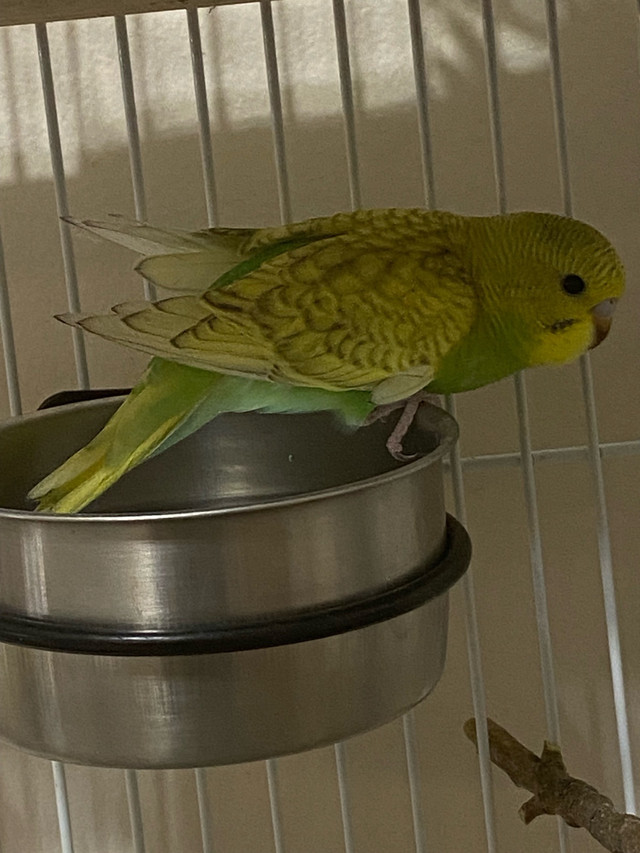 3 baby budgies $20 each  in Other Pets for Rehoming in Calgary - Image 4