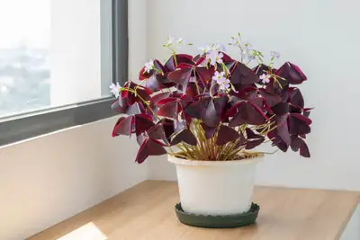Purple-leaf oxalis new plants, 出售紫叶酢浆草新植株, View more